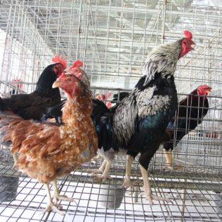 analisa usaha ternak ayam kampung